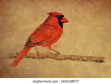 NORTHERN CARDINAL BIRD COLOUR PENCIL DRAWING ON BROWN BACKGROUND