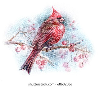 Northern Cardinal Bird Drawing