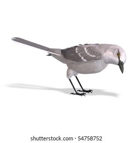 377 Mockingbird Illustration Images, Stock Photos & Vectors | Shutterstock