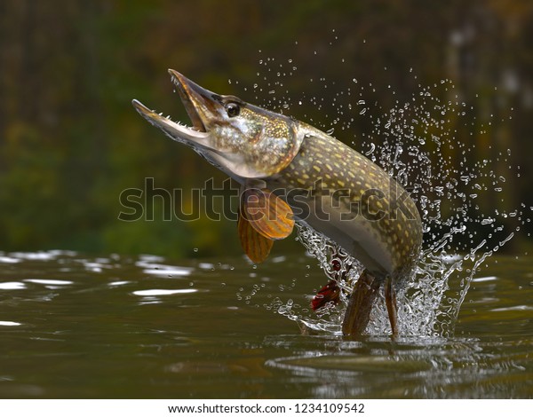 Northern pike fish jumping out of lake or river\
with splashes 3d\
render
