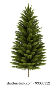 Norway Spruce Tree Isolated On White Background