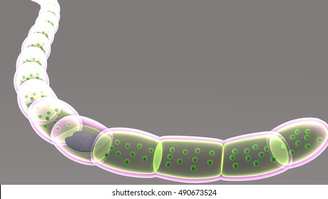 Nostoc 3d Illustration