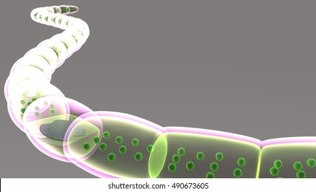 Nostoc 3d Illustration