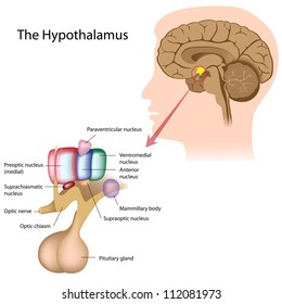 The nuclei of the hypothalamus