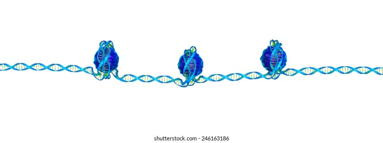 Nucleosome