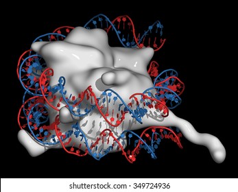 Nucleosome, Molecular Model. The Nucleosome Consists Of A DNA Double Helix Wrapped Around A Core Of Histone Proteins. Histone Protein: Smooth Molecular Surface Model; DNA: Cartoon Model.