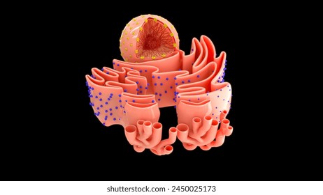 Nucleus with endoplasmic reticulum 3d illustrator