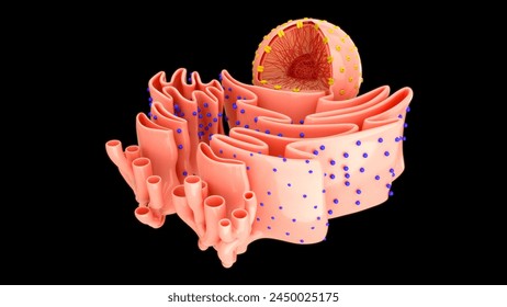 Nucleus with endoplasmic reticulum 3d illustrator