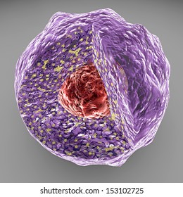 Nucleus, Nucleolus, human body cell. Nucleus of the eukaryotic cell. In this figure it is visible the double membrane dotted ribosomes of the nuclear membrane, the DNA and the nucleolus