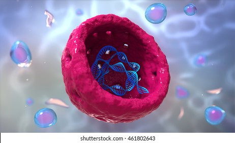 Nucleus, Nucleolus, human body cell. Nucleus of the eukaryotic cell. In this figure it is visible the DNA. 3d illustration