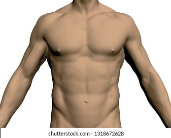 Nude Male Torso. Front View. Without Head And Legs. Realistic Human Body. Athletic Male. Muscular Arms And Chest. 3D Illustration