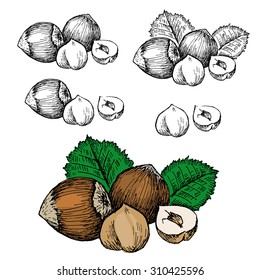 Nut filbert. Hand drawn set of pictures. Raster copy. 