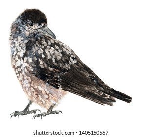 Nutcracker Bird. Watercolor Isolated Illustration.