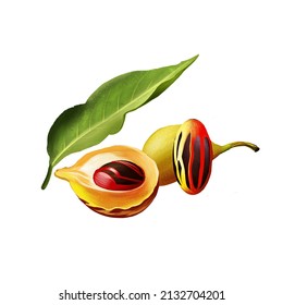 Nutmeg Plant Isolated On White. Ripe Colorful Red Nutmeg Fruit, Seeds Kerala India. Spices Known As Pala And Red Mace. Herbs And Spices Collection. Digital Art Hand Drawn Illustration, Nuts And Leaf