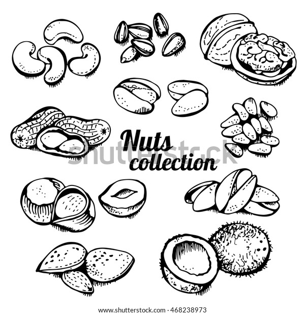 Nuts Collection Isolated On White Background Stock Illustration ...