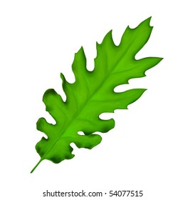 oak leaf