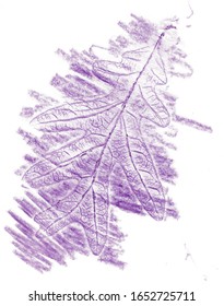 Oak Leaf Purple Wax Crayon Rubbing Texture