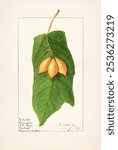 Oak Leaved Papaya (Vasconcellea quercifolia)(1906) by Ellen Isham Schutt. Fruit illustration with leaf. Vintage fruit art drawing illustration, old painting art print of fruit plant.