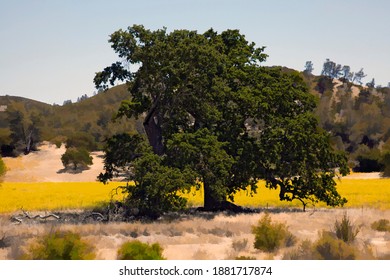 Oak Tree In Central California, Summer.