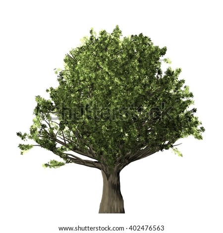 Oak Tree Isolated On White Background Stock Illustration 402476563