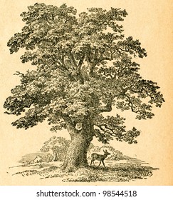 Oak tree -  old illustration by unknown artist from Botanika Szkolna na Klasy Nizsze, author Jozef Rostafinski, published by W.L. Anczyc, Krakow and Warsaw, 1911