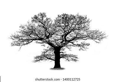 Oak Tree Silhouette Isolated On White Background