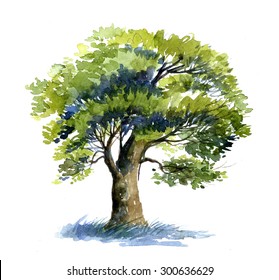 Oak Tree Watercolor