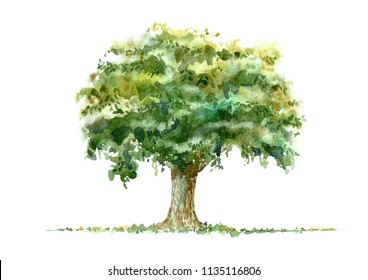 Oak.Deciduous Tree.Watercolor Hand Drawn Illustration.White Background.