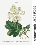 Oakleaf hydrangea (1801–1819) by Pierre-Joseph Redouté. Vintage Redoute’s plant art, flower drawing illustration, old Pierre-Joseph Redoute’s flower painting, floral art print.