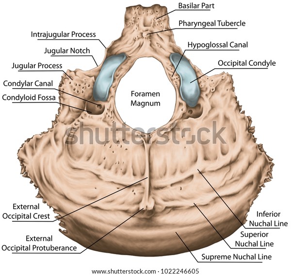 Occipital Bone Cranium Anatomical Construction Occipital Stock