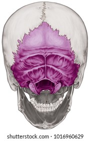 Occipital Bone Cranium Bones Head Skull Stock Illustration 1016960629 