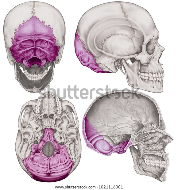 The\
occipital bone of the cranium, the bones of the head, skull. The\
individual bones and their salient features in different colors.\
Posterior, inferior, lateral and sagittal\
view.
