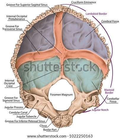 Occipital Bone Cranium Skull Groove Transverse Stock Illustration