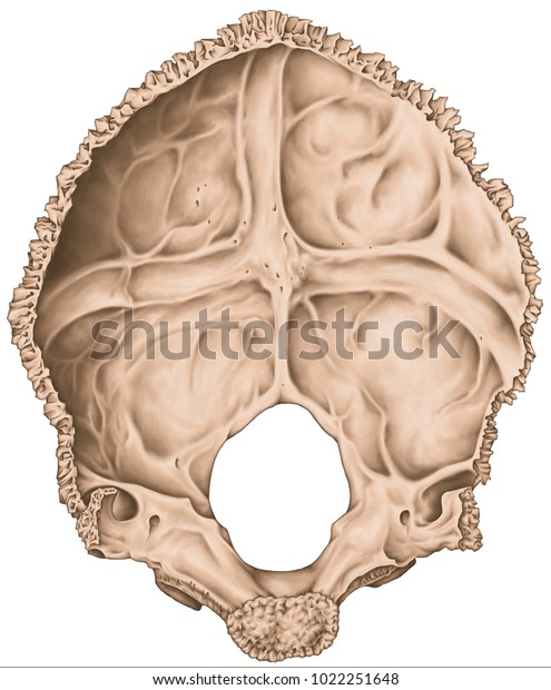 Occipital Bone Cranium Skull Groove Transverse Stock Illustration 1022251648 8251