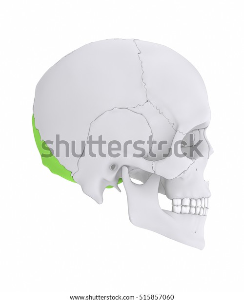 Occipital Bone Os Occipitale Lateral View Stock Illustration 515857060 5638
