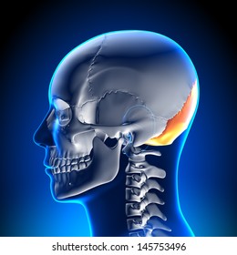 Occipital Bone - Skull Anatomy