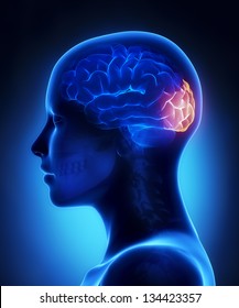 Occipital Lobe - Female Brain Anatomy Lateral View