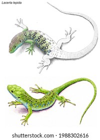 The Ocellated Lizard: Lacerta Lepida. Isolated Specimen And Specimen In Sketch