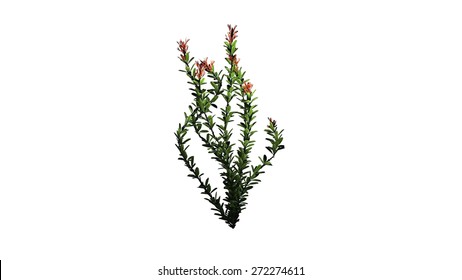Ocotillo flowers - isolated on white background