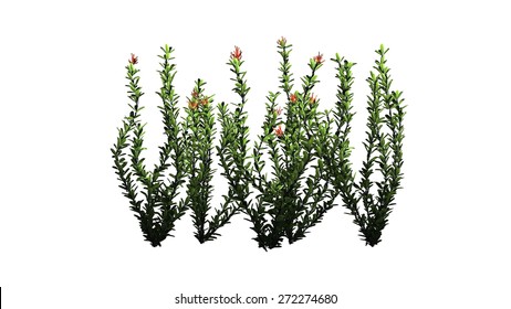 Ocotillo flowers - isolated on white background
