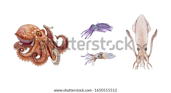 タコ イカ イカ カラマリの水彩イラストセット 手描きの海の生物 新鮮な海産物 白い背景に水中のタコ イカ イカのコレクション のイラスト素材