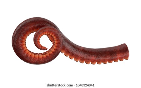 Octopus Tentacle 3D Illustration On White Background