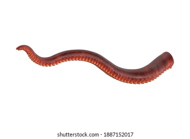 Octopus Tentacle 3D Illustration On White Background