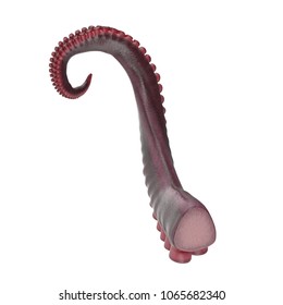 Octopus Tentacle On White. 3D Illustration