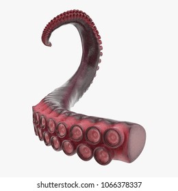 Octopus Tentacle On White. 3D Illustration