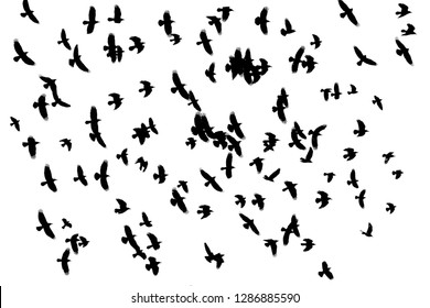 9,674 Rook birds Images, Stock Photos & Vectors | Shutterstock