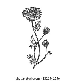 Illustration Hand Drawn Cornflowers Outline Vector Stock Vector ...