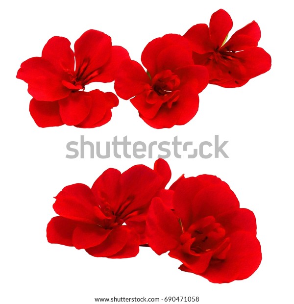 Oil Draw Illustration Red Geranium Flowers Stock Illustration 690471058