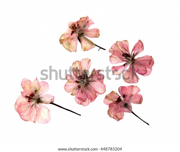 ピンクのゼラニウムの遠近法を描く油 白い背景に乾いたペイントの繊細な花とペラゴニウムの花びら のイラスト素材