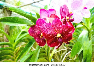 Oil Painting Illustration Of Beautiful Vanda Orchids. Orchid Farm. Thailand. Nature Background